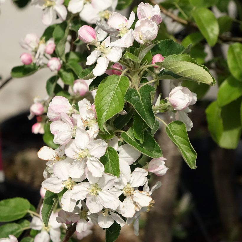 Apple Tree Idared Apple Tree - Malus domestica (Flowering)