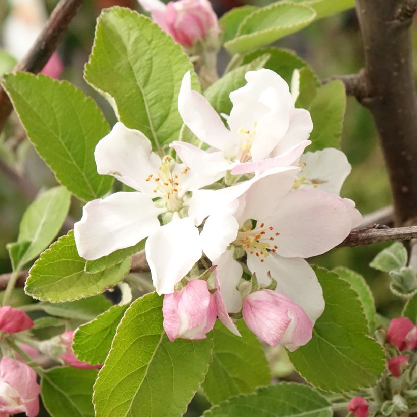 Apple Tree Ingrid Marie - Malus domestica (Flowering)