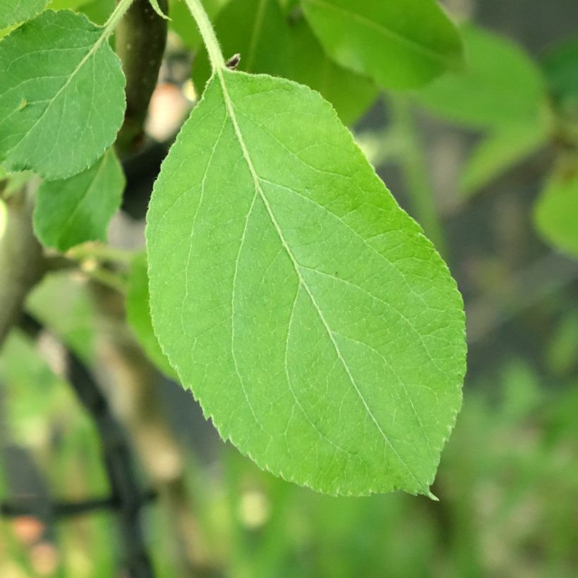 Apple Tree Jacques Lebel - Malus domestica (Foliage)