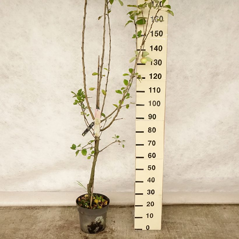 Apple Tree James Grieve - Malus domestica 7.5L/10L pot, GobletShipped height around 125/150cm sample as delivered in summer