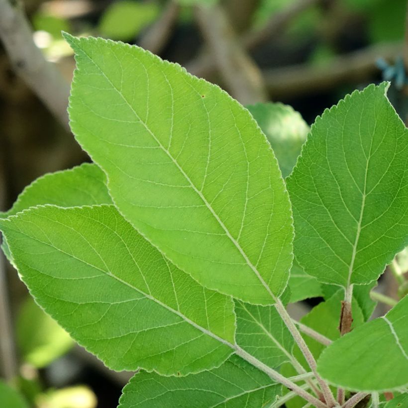 Apple Tree James Grieve - Malus domestica (Foliage)