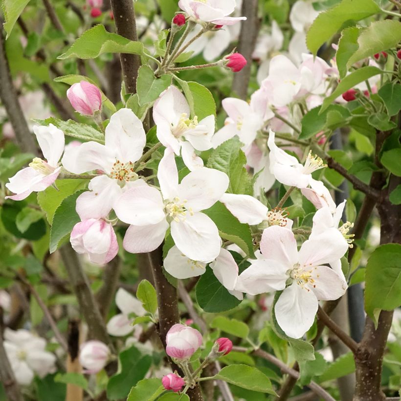 Apple Tree Jonagold - Malus domestica (Flowering)