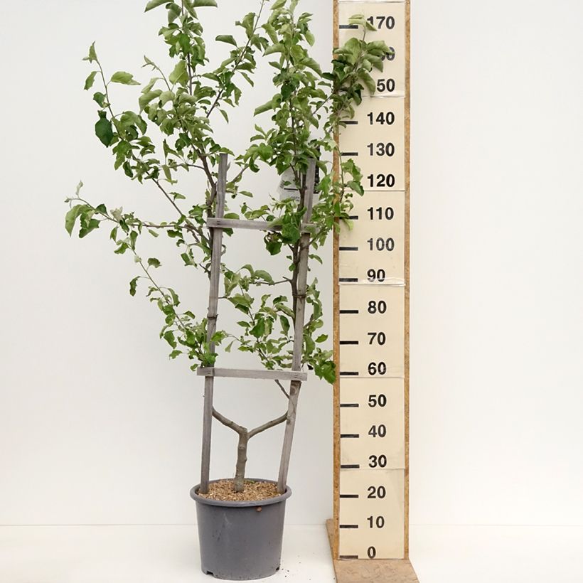 Apple Tree Jonagold - Malus domestica 7.5L/10L pot, Single u-shaped espalierShipped height around 100/125cm sample as delivered in spring