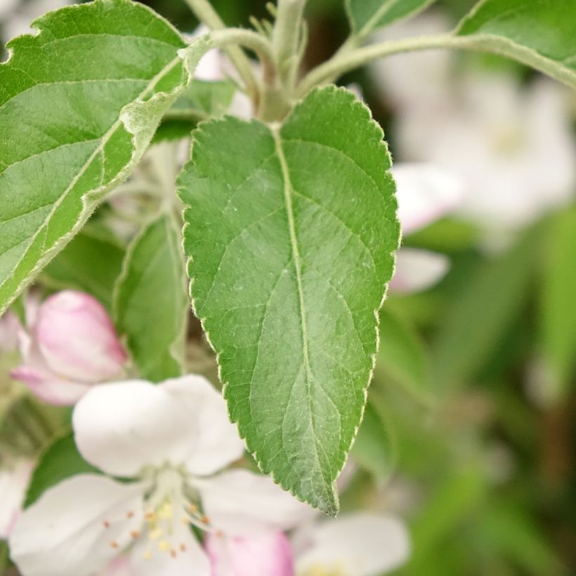 Apple Tree Karneval - Malus domestica (Foliage)