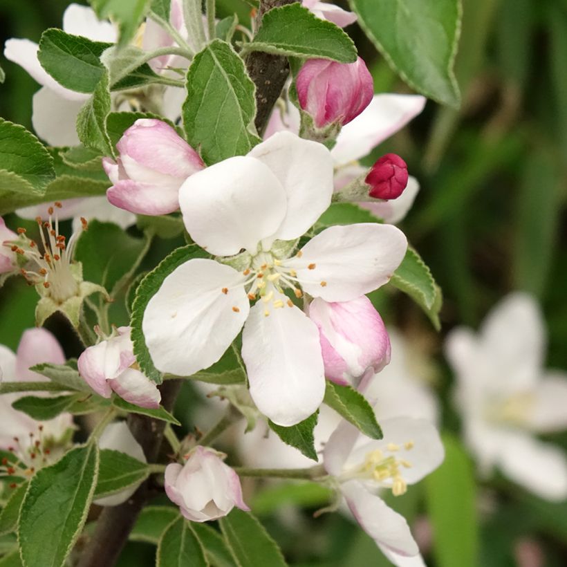 Apple Tree Karneval - Malus domestica (Flowering)