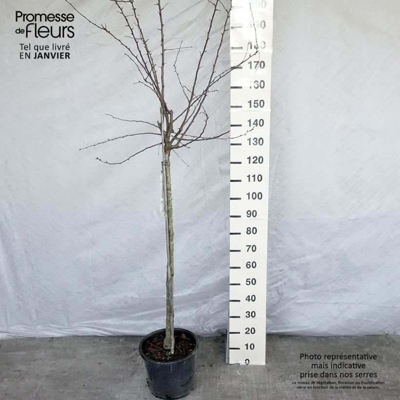 Pommier - Malus Diable Rouge en pot de 12l/15l sample as delivered in winter