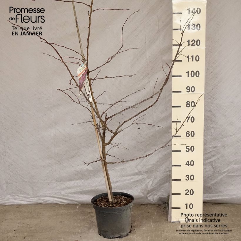 Pommier - Malus Diable Rouge Quenouille en pot de 7,5l/10l sample as delivered in winter