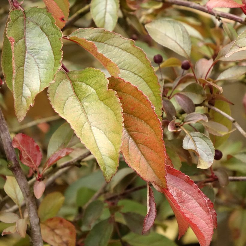 Malus Diable Rouge (Foliage)