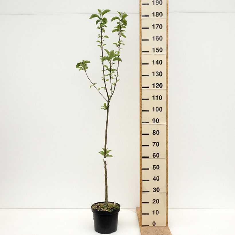 Apple Tree Braeburn - Malus domestica 7.5L/10L pot, ScionShipped height around 80/100cm sample as delivered in spring