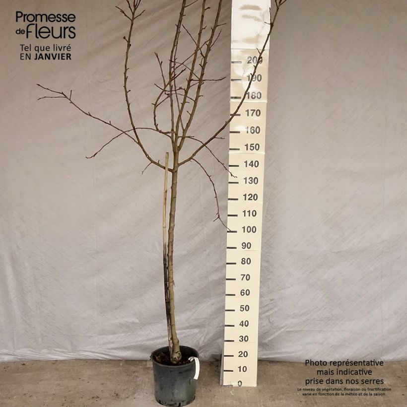 Pommier - Malus domestica Idared Demi-tige en pot de 12l/15l sample as delivered in winter