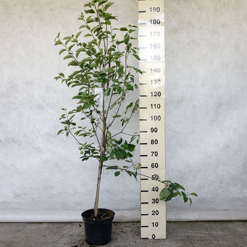 Apple Tree Idared Apple Tree - Malus domestica 7.5L/10L pot, Goblet sample as delivered in summer