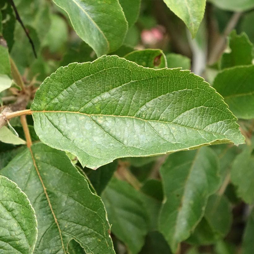 Apple Tree Idared Apple Tree - Malus domestica (Foliage)