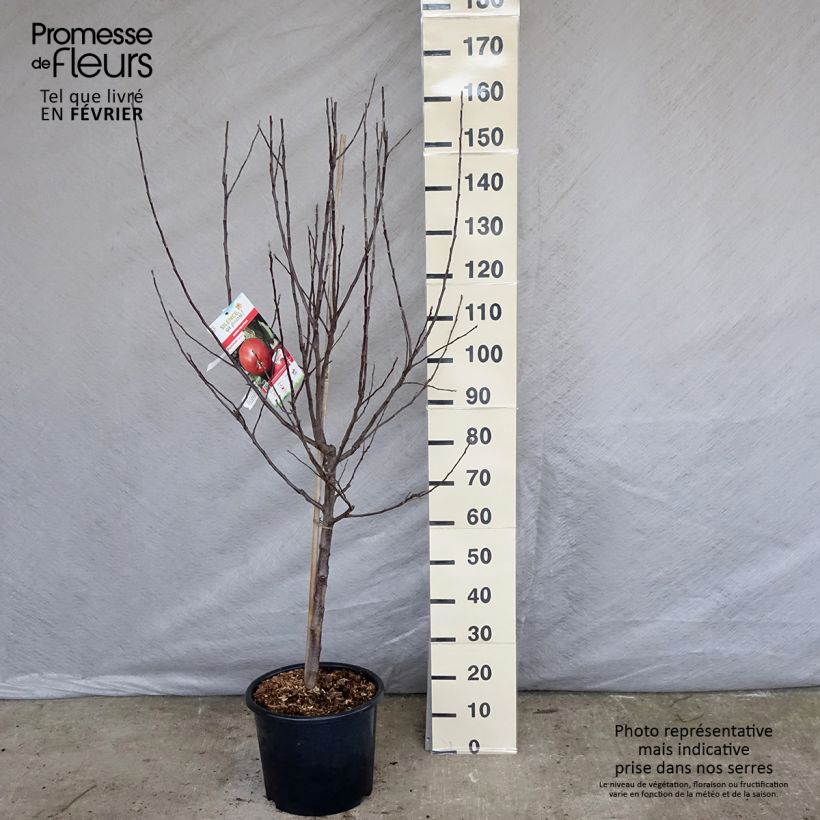 Apple Tree Melrose - Malus domestica sample as delivered in winter