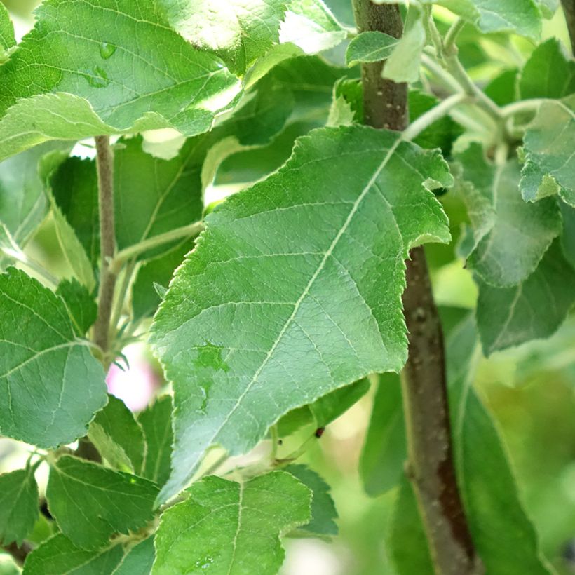 Apple Tree Melrose - Malus domestica (Foliage)