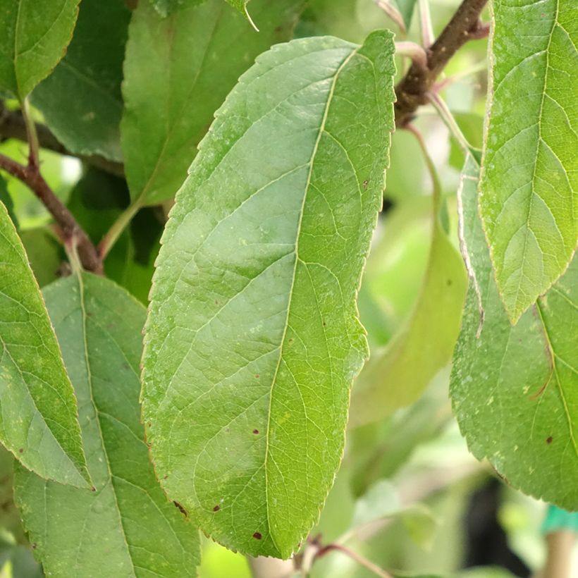 Dwarf Apple Tree Fruit Me Apple Me Red Gala (Foliage)