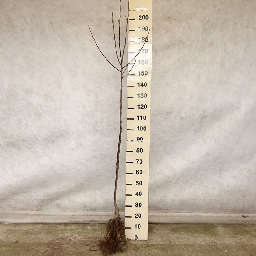 Apple Tree Winter Rambour - Malus domestica Bare root, Half standard sample as delivered in autumn