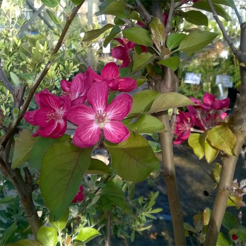 Apple Tree Red Love - Malus domestica (Flowering)