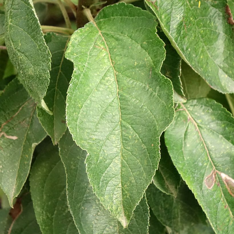 Malus domestica Red Sensation (Foliage)