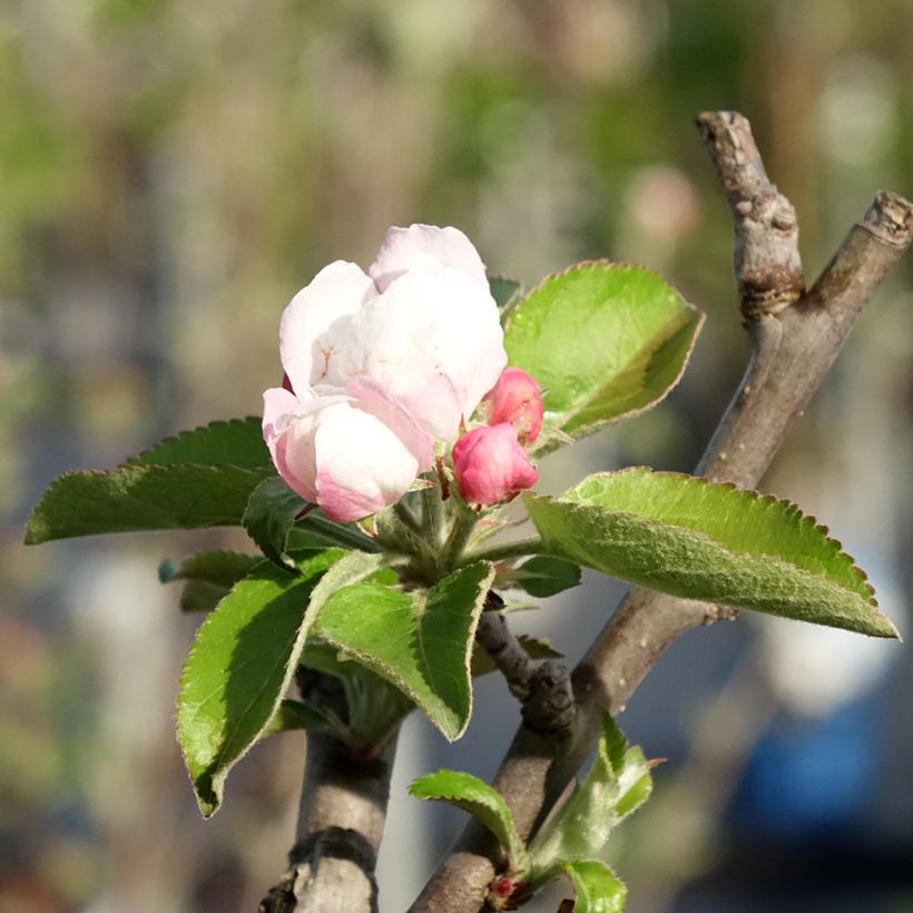 Apple Tree Reinette du Canada Blanche - Malus domestica (Flowering)