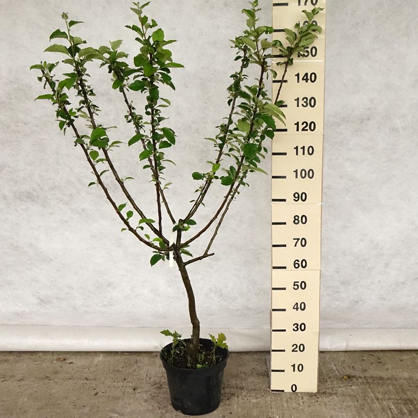 Apple Tree Reinette Clochard - Malus domestica 7.5L/10L pot, GobletShipped height around 140/160cm sample as delivered in spring