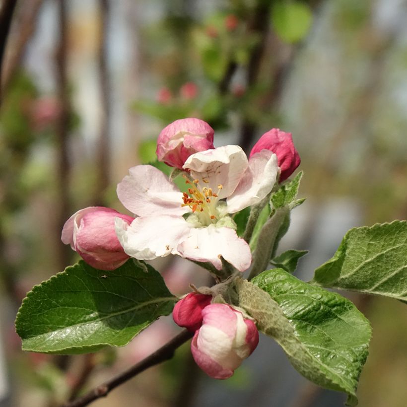 Apple Tree Reinette Clochard - Malus domestica (Flowering)