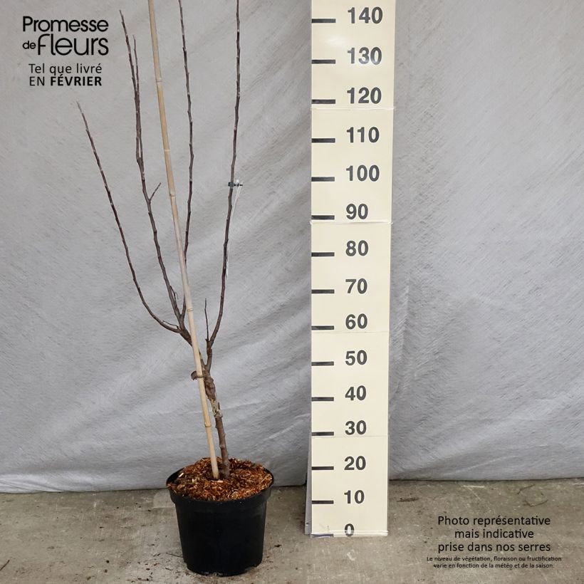 Pommier Reinette de Brive Pot de 7,5L/10L sample as delivered in winter