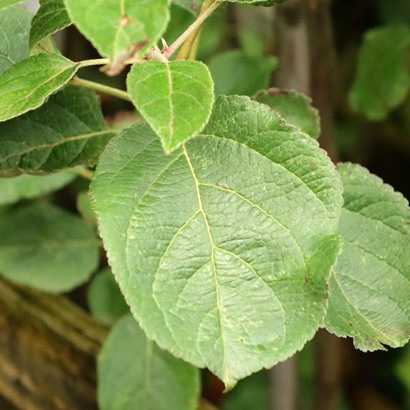 Apple Tree Reinette de Caux - Malus domestica (Foliage)