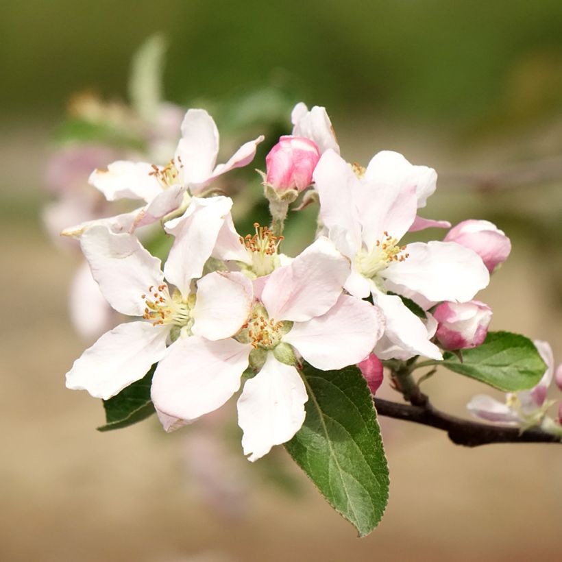 Apple Tree Reinette de Caux - Malus domestica (Flowering)