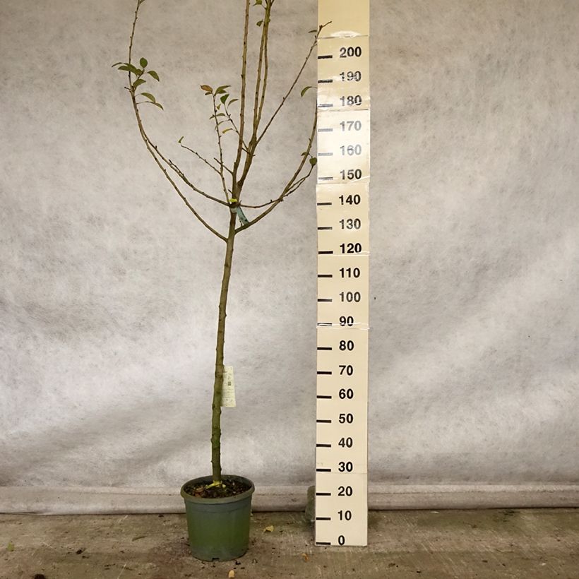 Apple Tree Reinette Grise du Canada 7.5L/10L pot, Half standard sample as delivered in autumn