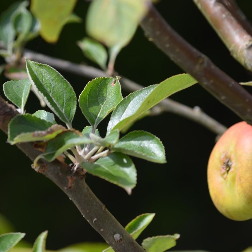 Apple Tree Reinette Grise du Canada (Foliage)