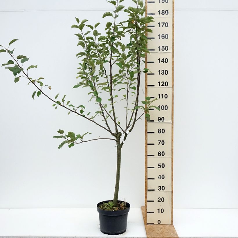 Apple Tree Reinette Grise du Canada 7.5L/10L pot, Goblet sample as delivered in summer