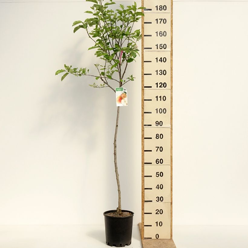 Apple Tree Royal Gala - Malus domestica 7.5L/10L pot, Half standardShipped height around 200/220cm sample as delivered in spring