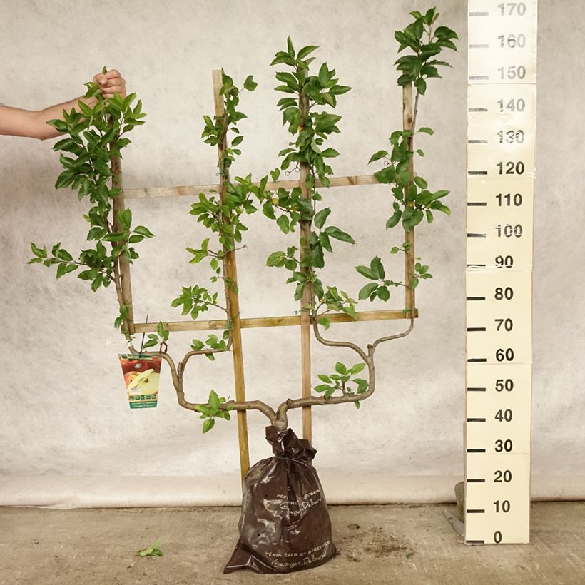 Apple Tree Royale Delbard Delfloga - Georges Delbard Ready-to-plant root ball, Double u-shaped espalier sample as delivered in summer