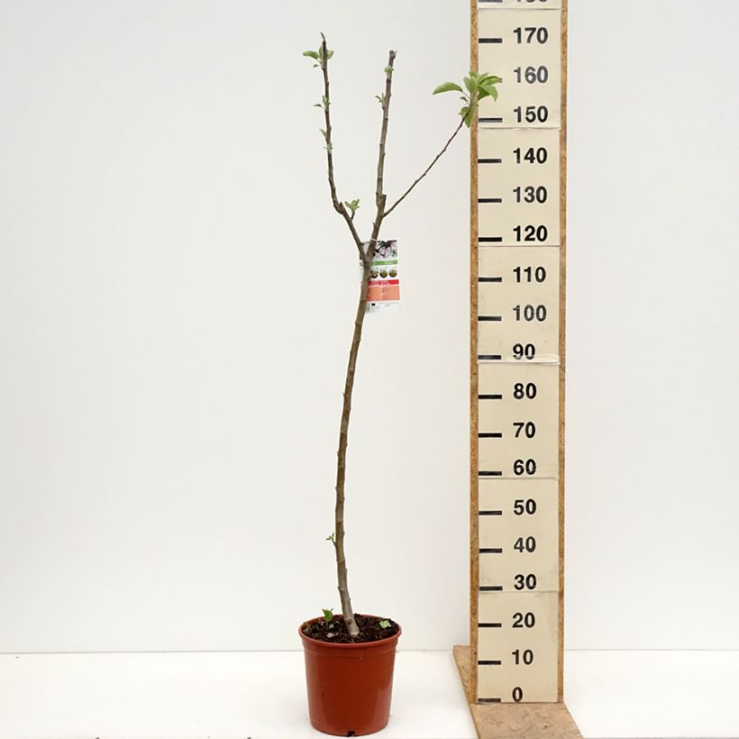 Apple Tree Starking Delicious - Malus domestica 7.5L/10L pot, Half standardShipped height around 150/+cm sample as delivered in spring