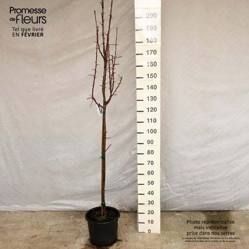 Pommier trilobé - Malus trilobata Pot de 12L/15L sample as delivered in winter