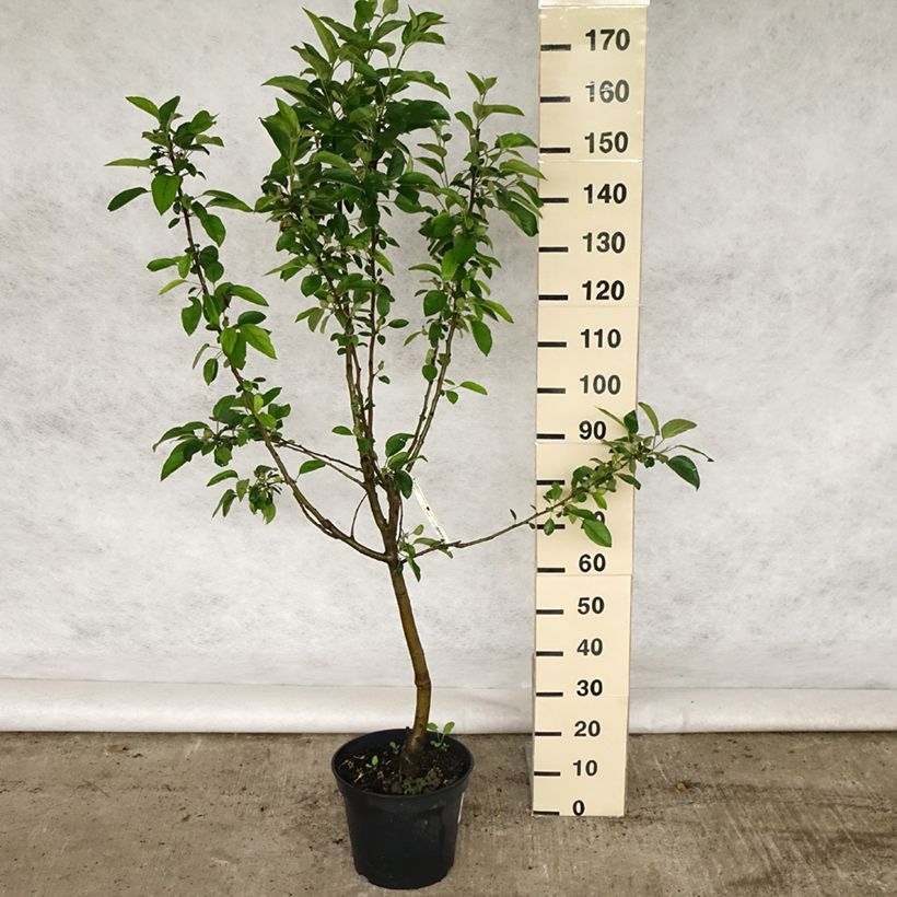 Apple Tree Winter Banana - Malus domestica 7.5L/10L pot, GobletShipped height around 180/200cm sample as delivered in spring