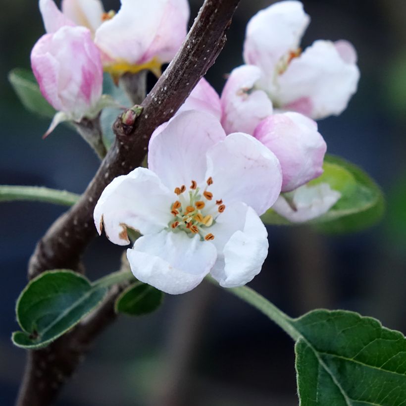 Apple Tree Winter Banana - Malus domestica (Flowering)
