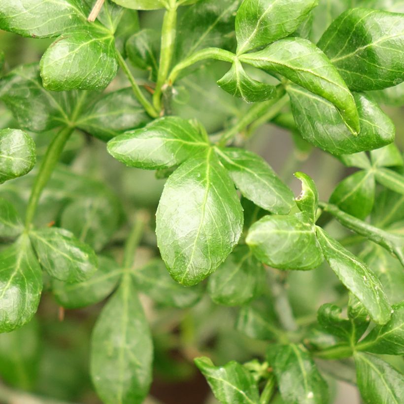 Poncirus trifoliata Flying Dragon (Foliage)