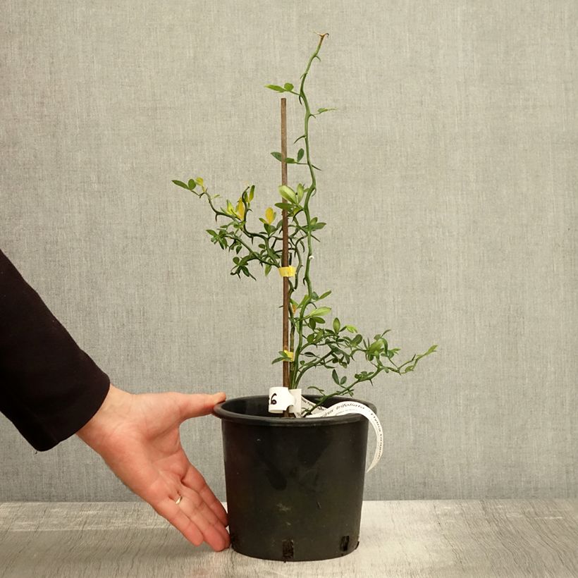 Poncirus trifoliata Flying Dragon 2L/3L pot sample as delivered in autumn