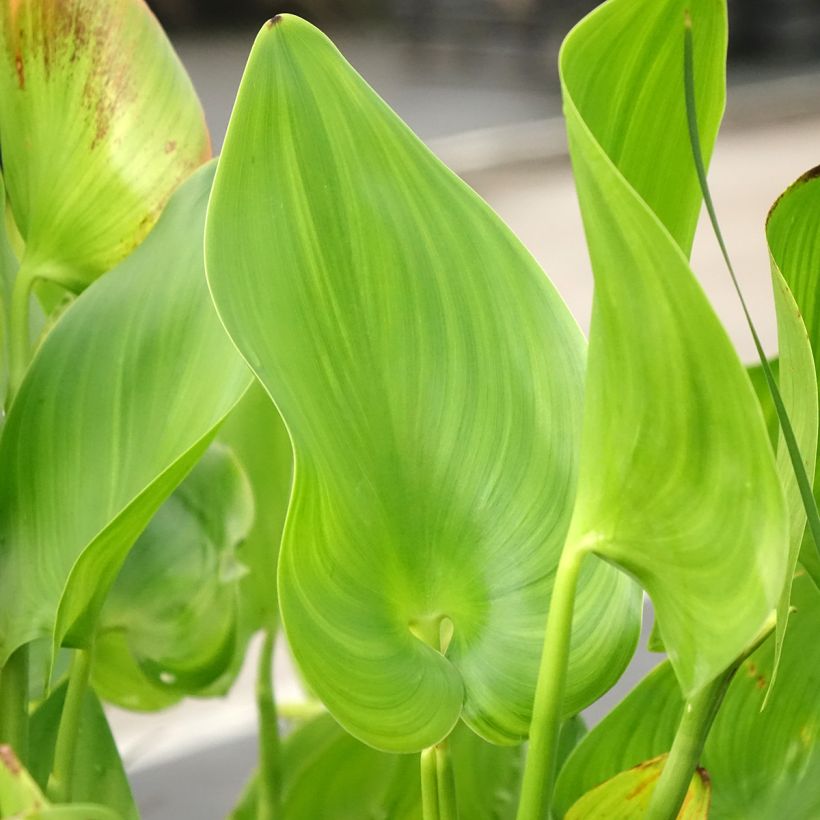 Pontederia cordata Pink Pons (Foliage)