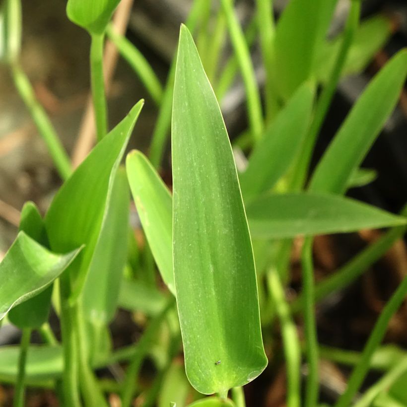 Pontederia lanceolata (Foliage)