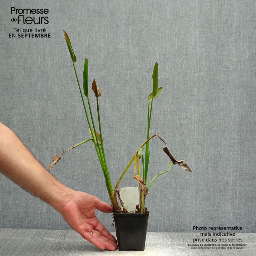 Pontederia lanceolata 8/9 cm pot sample as delivered in autumn