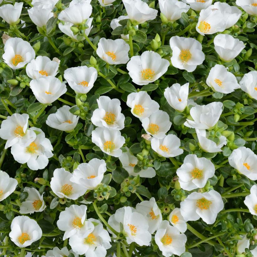 Portulaca oleracea Pazzaz White (Flowering)