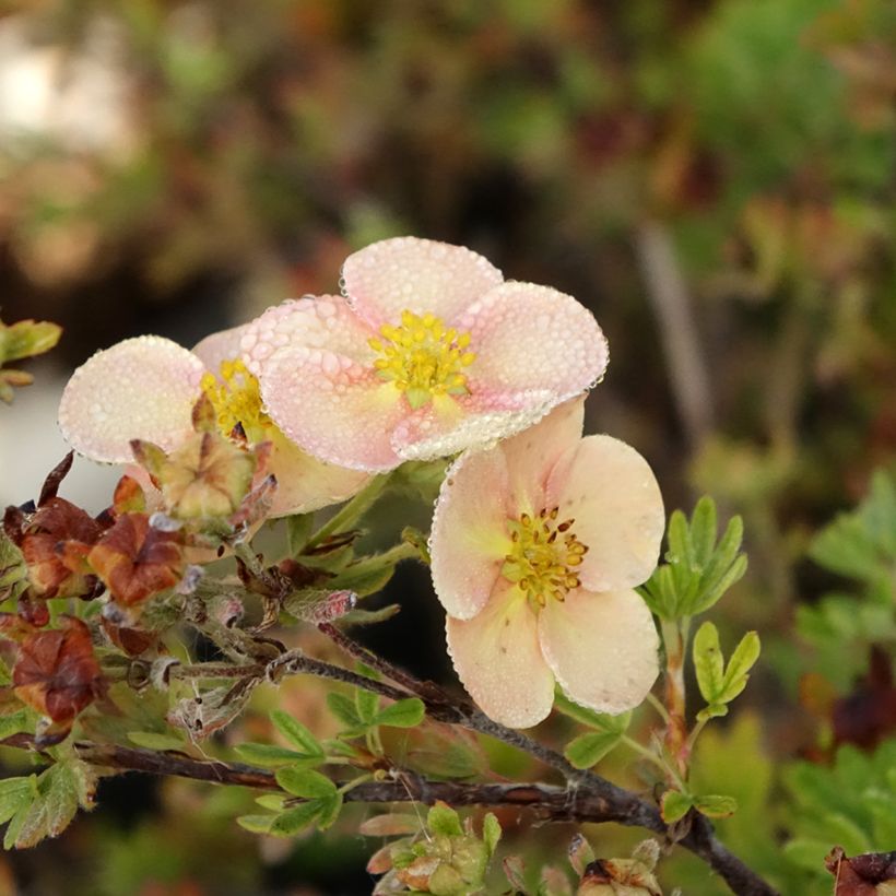 Potentilla fruticosa Glamour Girl - Shrubby Cinquefoil (Flowering)