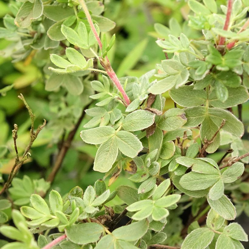 Potentilla fruticosa Crème Brûlée - Shrubby Cinquefoil (Foliage)