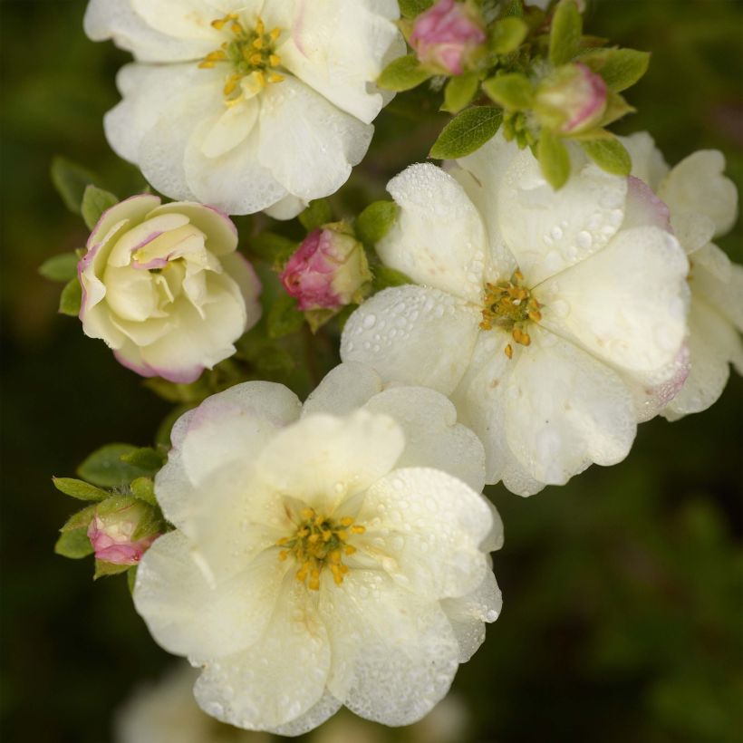 Potentilla fruticosa Double Punch Cream - Shrubby Cinquefoil (Flowering)