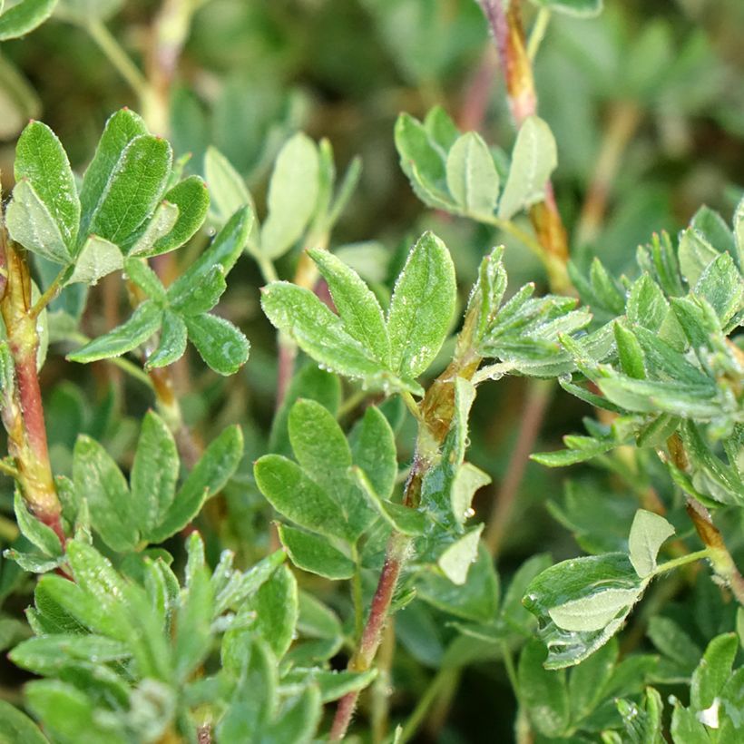 Potentilla fruticosa Double Punch Pastel - Shrubby Cinquefoil (Foliage)