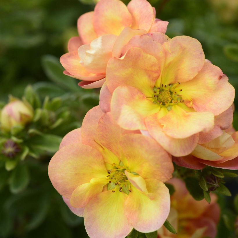 Potentilla fruticosa Double Punch Peach - Shrubby Cinquefoil (Flowering)