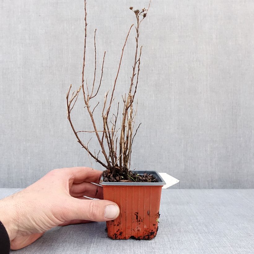 Potentilla fruticosa Mango Tango - Shrubby Cinquefoil 8/9 cm pot sample as delivered in winter