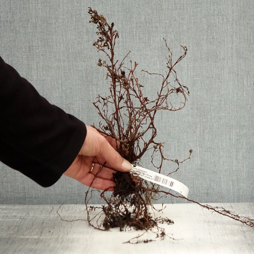 Potentilla fruticosa Marian Red Robin - Potentille arbustive racines nues sample as delivered in winter